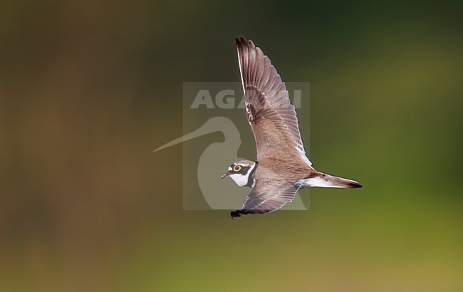 Kleine Plevier zingend en roepend in baltsvlucht;Little Ringed Plover in songflight stock-image by Agami/Ran Schols,