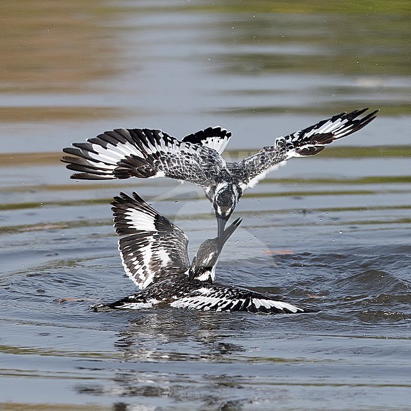 Two male Pied Kingfishers (Ceryle rudis) fighting in the water. Gambia stock-image by Agami/Markku Rantala,