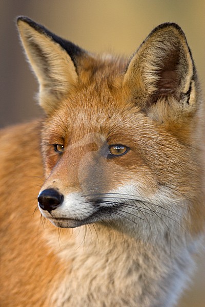 Vos close-up; Red fox close-up stock-image by Agami/Wim Wilmers,