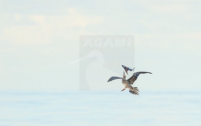 Red-footed booby (Sula sula rubripes) at sea n the Pacific Ocean, around the Solomon Islands. stock-image by Agami/Marc Guyt,