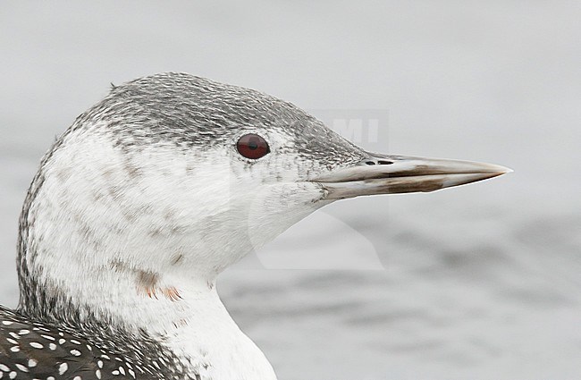 Red-throated Diver (Gavia stellata) ad. winter plumage Parainen Utö November 2016 stock-image by Agami/Markus Varesvuo,