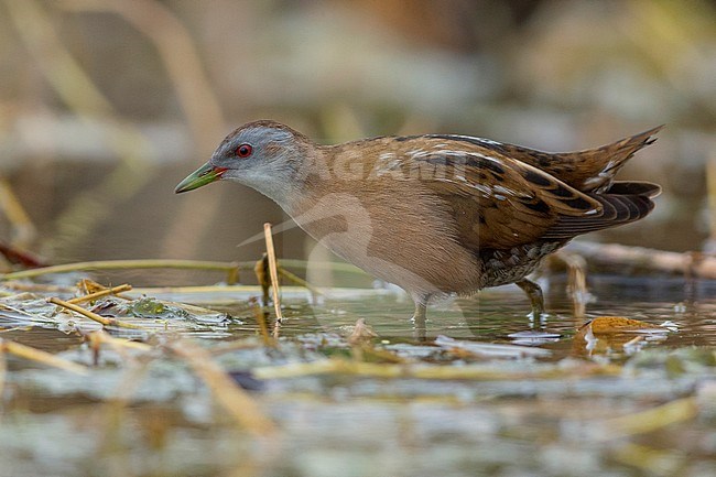 Little crake, female, adult, campania, italy (Porzana parva) stock-image by Agami/Saverio Gatto,