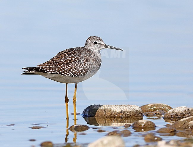 Juvenile Lesser Yellowlegs (Tringa flavipes) standing in a shallow lake in Canada. stock-image by Agami/Nils van Duivendijk,