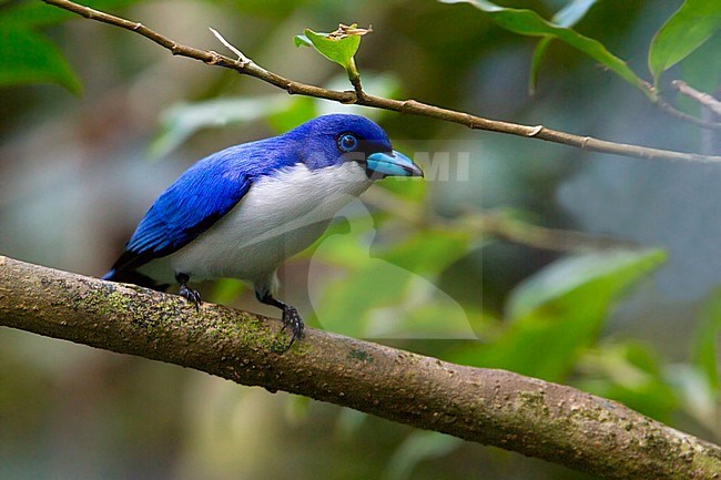 Adult Blue Vanga (Cyanolanius madagascarinus) looking alert in understory. stock-image by Agami/Dubi Shapiro,
