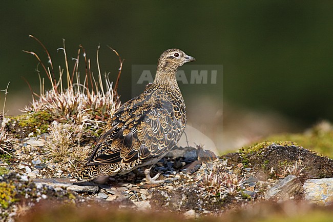 Witbuikkwartelsnip; White-bellied Seedsnipe stock-image by Agami/Marc Guyt,