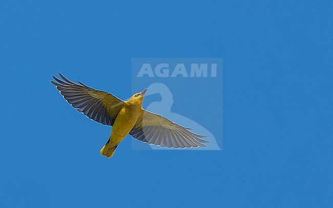 Eurasian Golden Oriole (Oriolus oriolus) male, in flight, on migration, with spread wings. stock-image by Agami/Lennart Verheuvel,