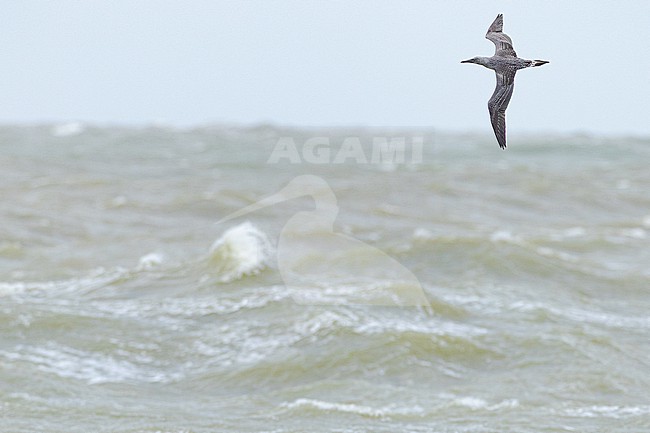  stock-image by Agami/Menno van Duijn,