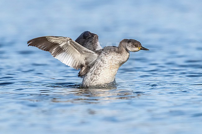 Winter plumage Red-necked Grebe (Podiceps grisegena) swimming in Hombeek, Antwerp, Belgium. stock-image by Agami/Vincent Legrand,