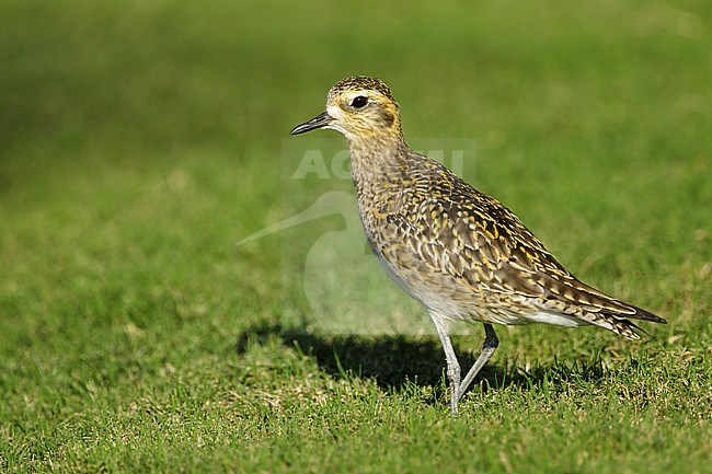 Adult Pacific Golden Plover (Pluvialis fulva) in nonbreeding plumage at Mauna Kea, Hawaii, USA in February 2018. stock-image by Agami/Brian E Small,
