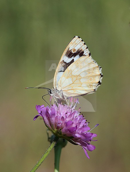 Marbled White (Melanargia galathea  leucomelas form)  stock-image by Agami/Aurélien Audevard,