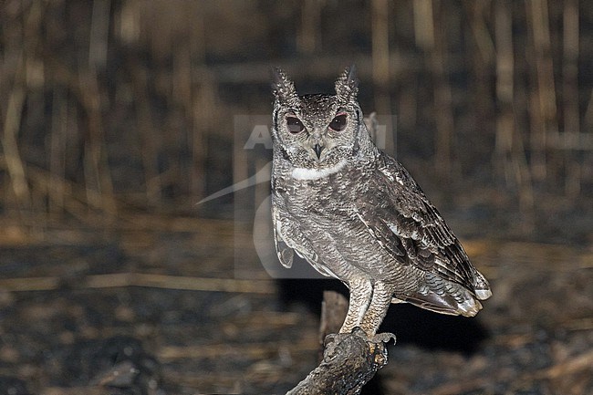 Greyish Eagle-Owl (Bubo cinerascens) in Ghana. stock-image by Agami/Pete Morris,