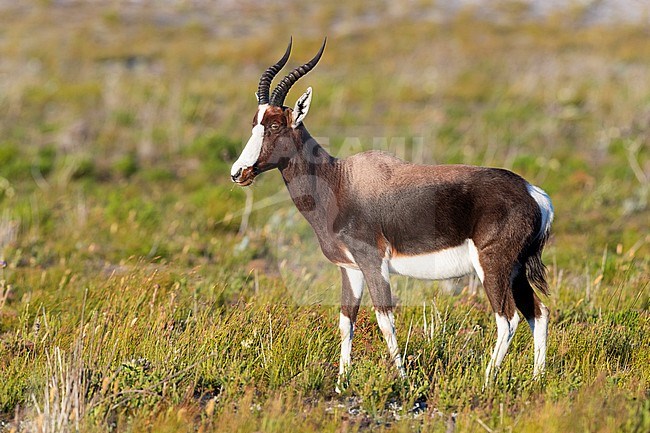 Bontebok (Damaliscus pygargus), adult standing on the ground, Western Cape, South Africa stock-image by Agami/Saverio Gatto,