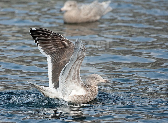 Slaty-backed Gull (Larus schistisagus) wintering on Hokkaido, Japan. Subadult with raised wings sitting on the water surface. stock-image by Agami/Marc Guyt,