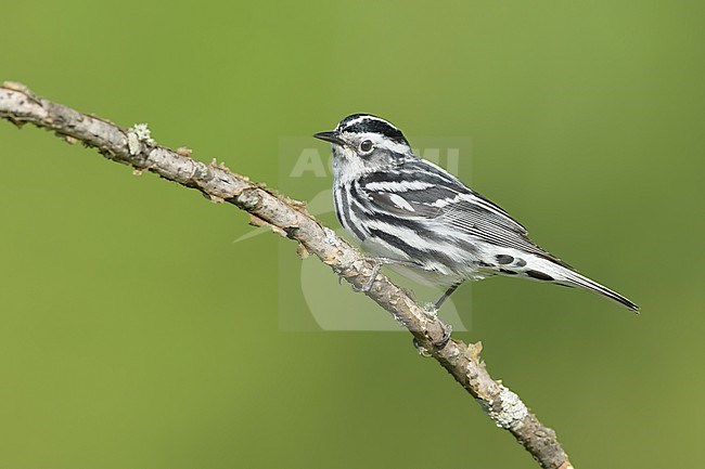 Adult male Black-and-white Warbler, Mniotilta varia
Burnett Co., WI stock-image by Agami/Brian E Small,
