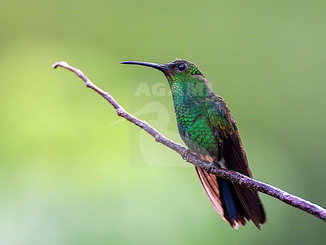White-vented Plumeleteer (Chalybura buffonii) in Santa Marta mountains, Colombia. stock-image by Agami/Marc Guyt,