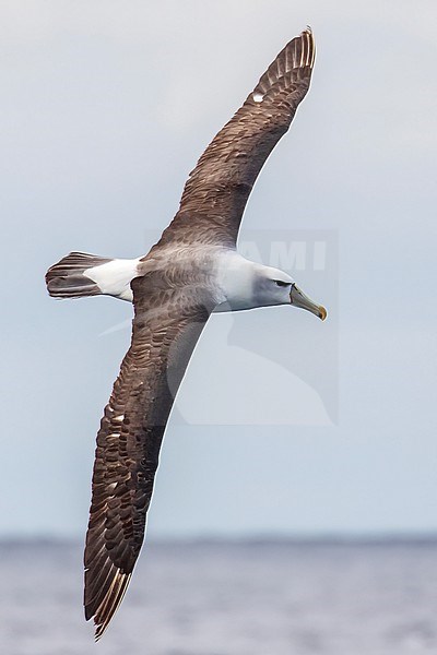 Adult Tasmanian Shy Albatross (Thalassarche cauta) off Australia. stock-image by Agami/Steve Howell,