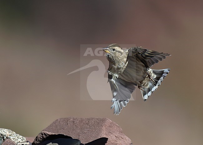 Rock Sparrow (Petronia petronia barbara) in flight, showing underparts and tail pattern stock-image by Agami/Kari Eischer,