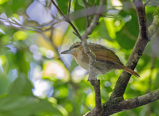 Russet Antshrike (Thamnistes anabatinus) in Panama. stock-image by Agami/Pete Morris,
