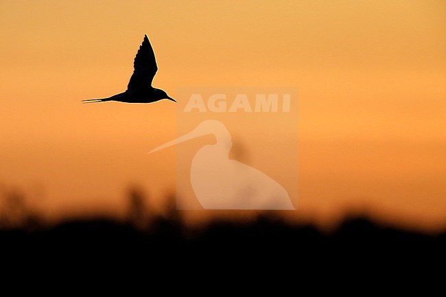 Common Tern flying against a red sunset. stock-image by Agami/Chris van Rijswijk,