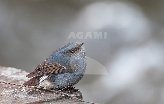 Immature Plumbeous Water Redstart (Phoenicurus fuliginosus) in on edge of fast flowing stream in foothills of Himalayas. stock-image by Agami/Marc Guyt,