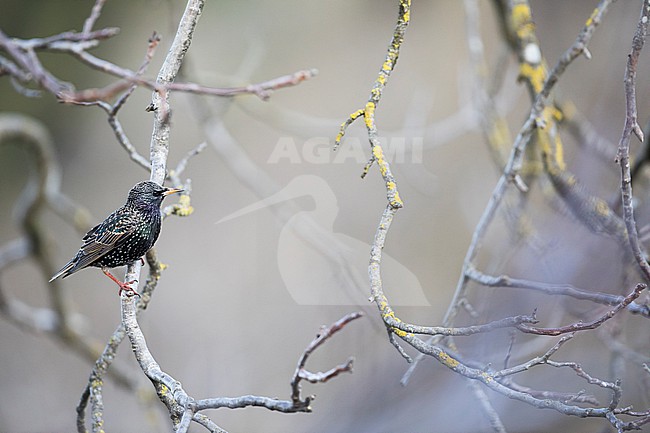 Common Starling - Star - Sturnus vulgaris vulgaris, Germany, adult, female stock-image by Agami/Ralph Martin,