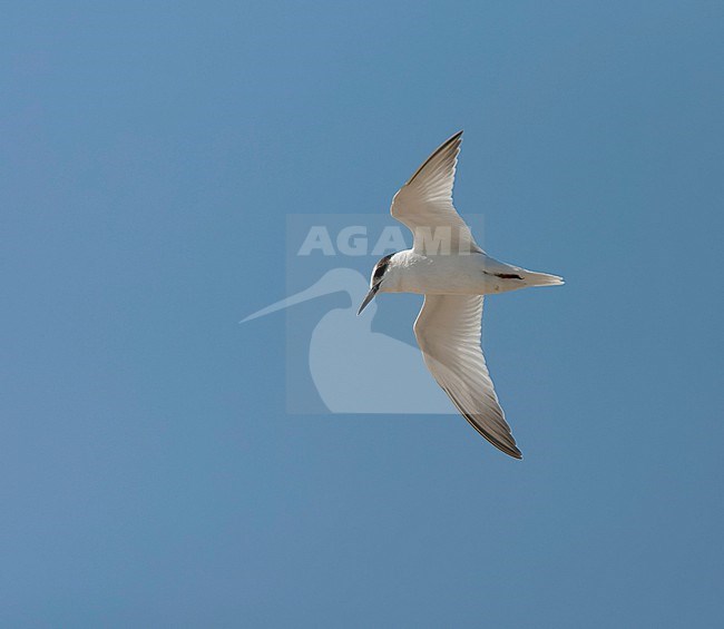 Immature Little Tern (Sternula albifrons) in flight in southern Spain during against a beautiful autumn blue sky. stock-image by Agami/Marc Guyt,