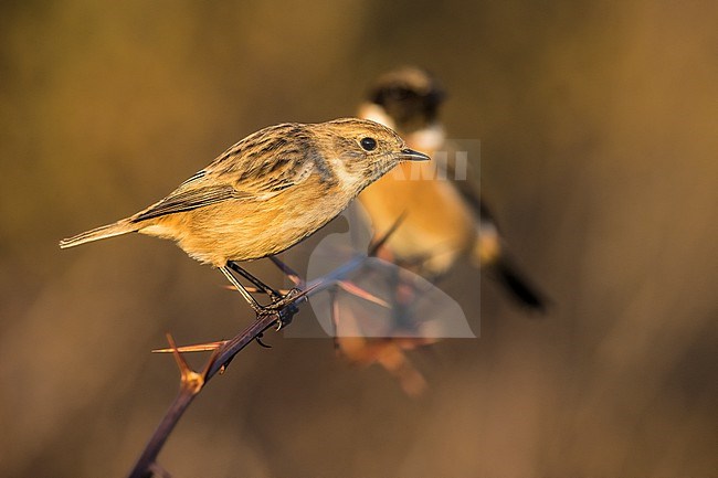 Pair of European Stonechat (Saxicola rubicola) in Italy. Perched together. stock-image by Agami/Daniele Occhiato,