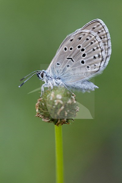 Mountain Alcon Blue (Phengaris rebeli), imago resting on small plant in Mercantour in France. stock-image by Agami/Iolente Navarro,