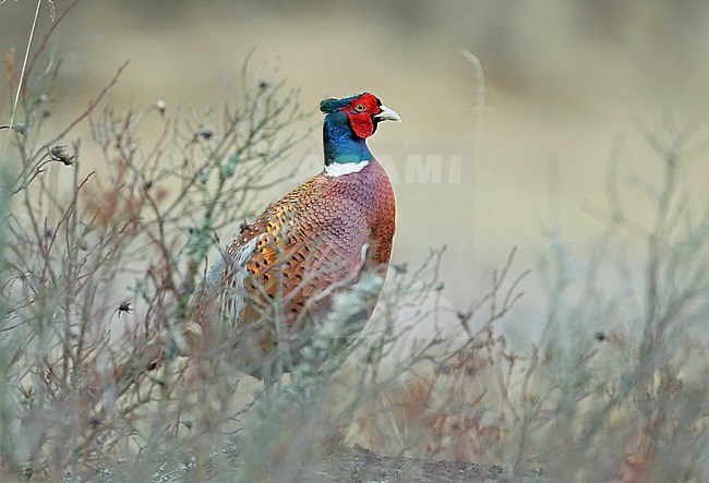 Fazant; Common Pheasant (Phasianus colchicus) stock-image by Agami/Dick Forsman,