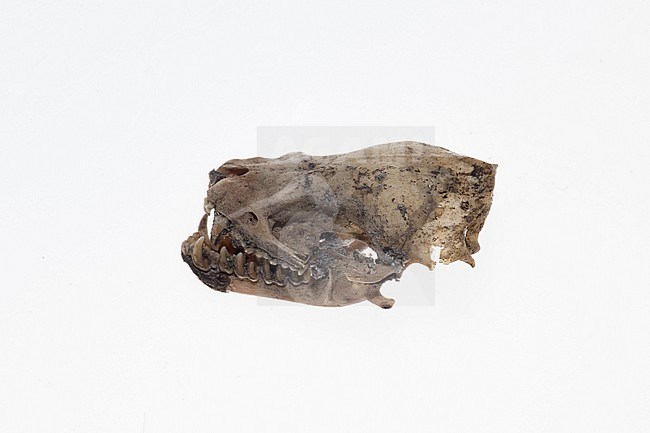 Skull of an Serotine stock-image by Agami/Theo Douma,