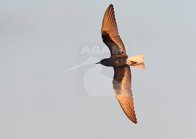 Witvleugelstern, White-winged Tern (Chlidonias leucopterus) Hungary May 2008 stock-image by Agami/Markus Varesvuo / Wild Wonders,