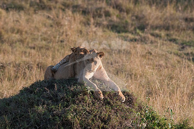 A resting lioness, Panthera leo, and a playful cub on a termite mound. Masai Mara National Reserve, Kenya. stock-image by Agami/Sergio Pitamitz,