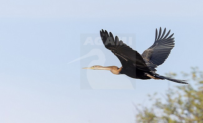 African darter, Anhinga rufa, in flight. stock-image by Agami/Ian Davies,