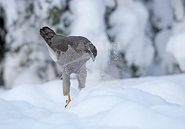 Northern Goshawk sitting in the snow; Havik zittend in de sneeuw stock-image by Agami/Markus Varesvuo,