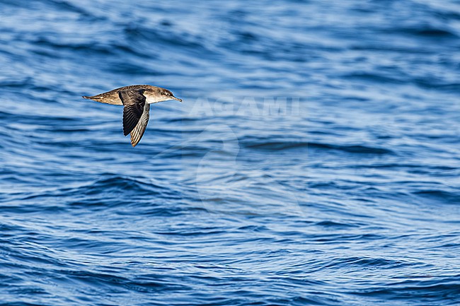  stock-image by Agami/Menno van Duijn,