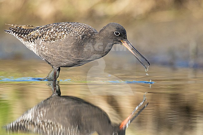 stock-image by Agami/Menno van Duijn,