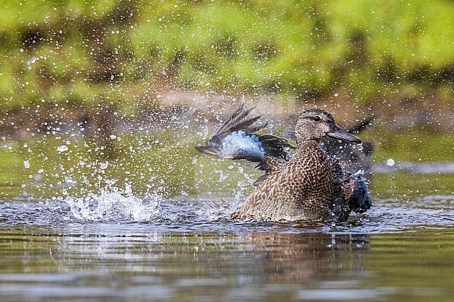 Blue-winged Teal; Anas discors stock-image by Agami/Daniele Occhiato,