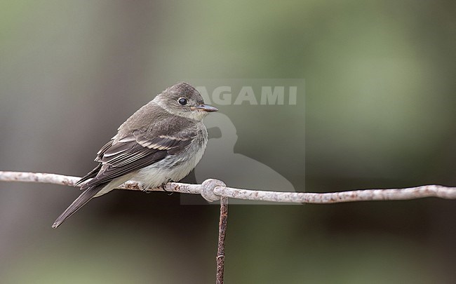 Autumn plumaged Eastern Wood-Pewee, Contopus virens, in Northerm America. stock-image by Agami/Ian Davies,