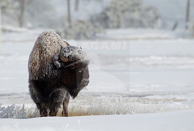 Amerikaanse bizon in de sneeuw, American bison in the snow stock-image by Agami/Danny Green,