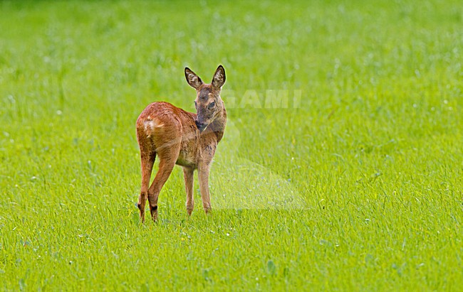 Ree in gras, Roe Deer in gras stock-image by Agami/Roy de Haas,
