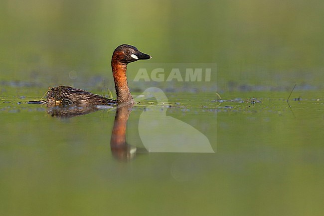 Little Grebe - Zwergtaucher - Tachybaptus ruficollis ssp. ruficollis, Germany, adult stock-image by Agami/Ralph Martin,