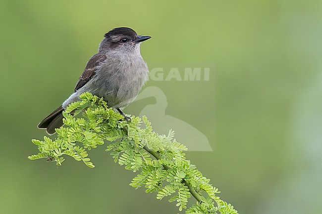Crowned Slaty Flycatcher (Empidonomus aurantioatrocristatus) Perched on a branch in Argentina stock-image by Agami/Dubi Shapiro,