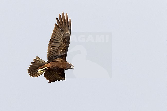 Marsh Harrier (Circus aeruginosus), dark morph juvenile in flight in Oman stock-image by Agami/Saverio Gatto,