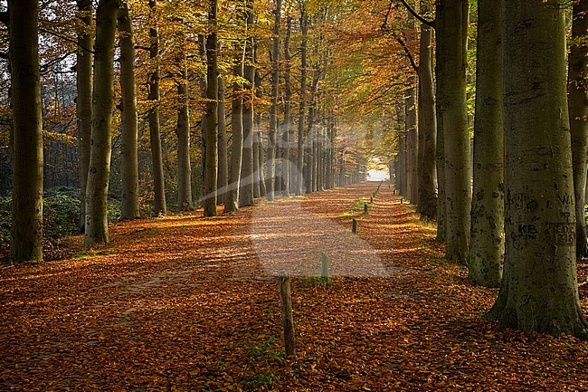 Boslaan in herfst tinten, Forest lane in autumn shades stock-image by Agami/Eric Tempelaars,