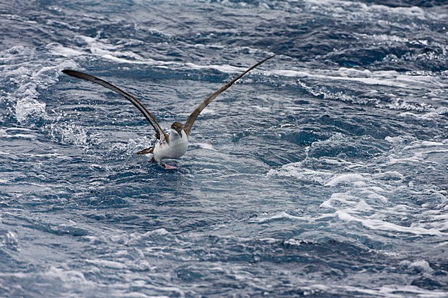 Grote Pijlstormvogel op volle zee; Great Shearwater out at sea stock-image by Agami/Marc Guyt,