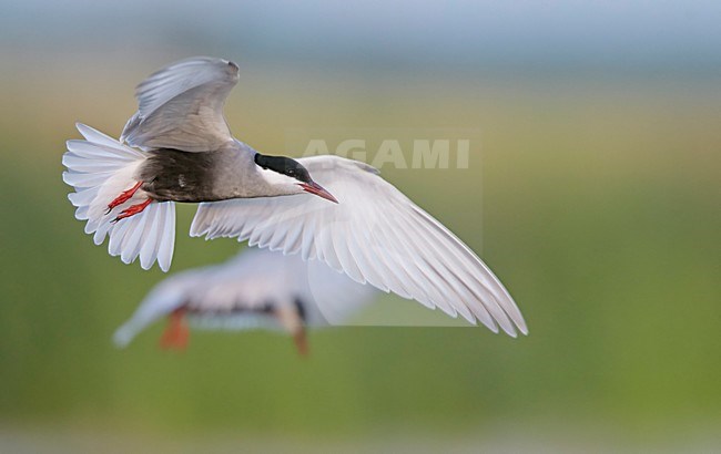 Volwassen Witwangstern in vlucht, Adult Whiskered Tern in flight stock-image by Agami/Markus Varesvuo,