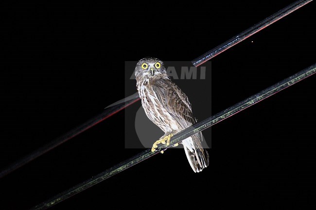 Chocolate Boobook (Ninox randi) at Subic Bay, Luzon, in the Philippines. Perched on an electricity wire during the night. stock-image by Agami/Laurens Steijn,