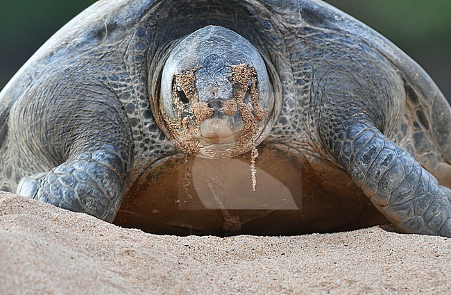 Atlantic Green Sea Turtle (Chelonia mydas) on the beach of Ascension island. stock-image by Agami/Laurens Steijn,