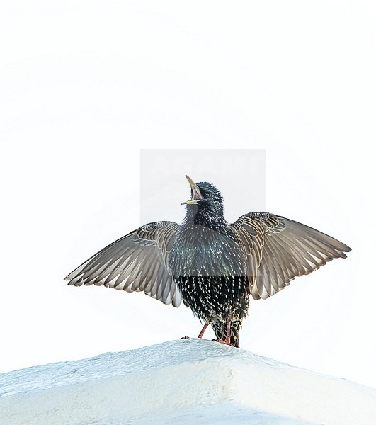 Displaying male Common Starling (Sturnus vulgaris) on a rooftop in Bermuda.Singing with both wings fully spread. stock-image by Agami/Marc Guyt,