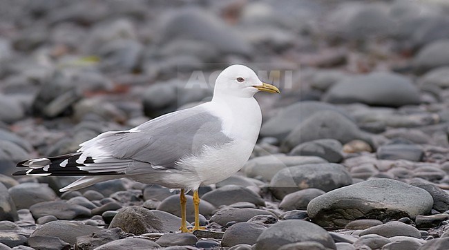 Short-billed gull (Larus brachyrhynchus) in North America.
Also know as Mew Gull. stock-image by Agami/Ian Davies,